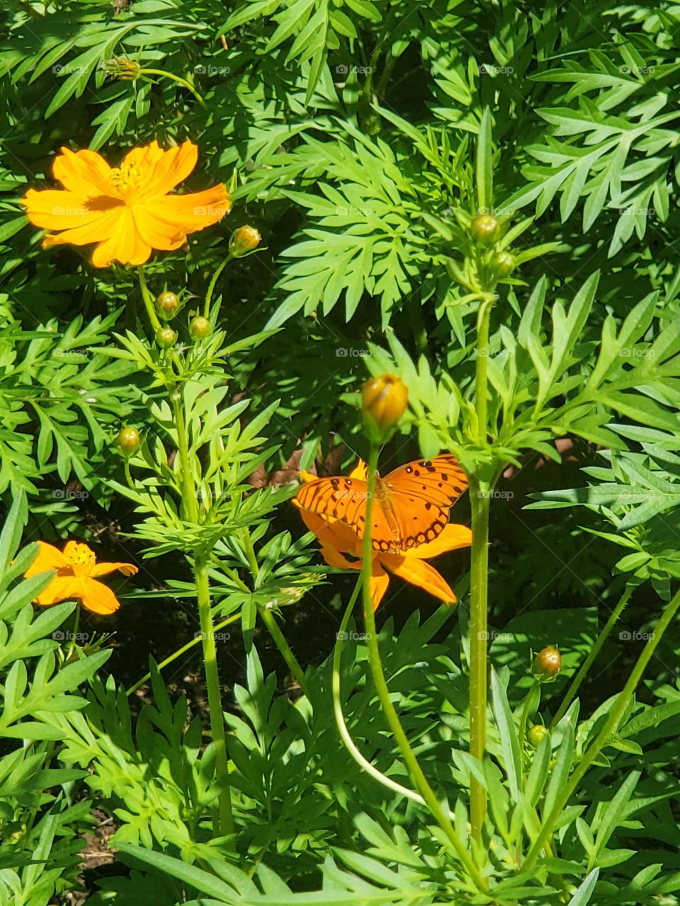 exotic flowers and beautiful butterfly