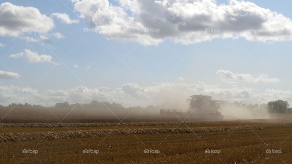 Harvest. Harvesting crops 