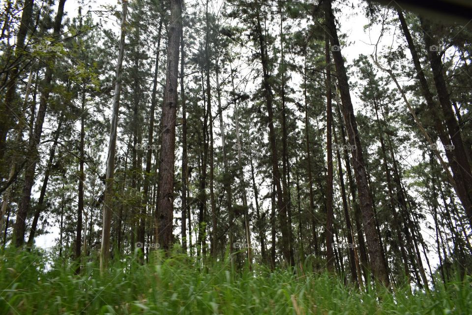 the tallest tree in the Forrest sri Lanka habarana Forrest snap shot train travel time..