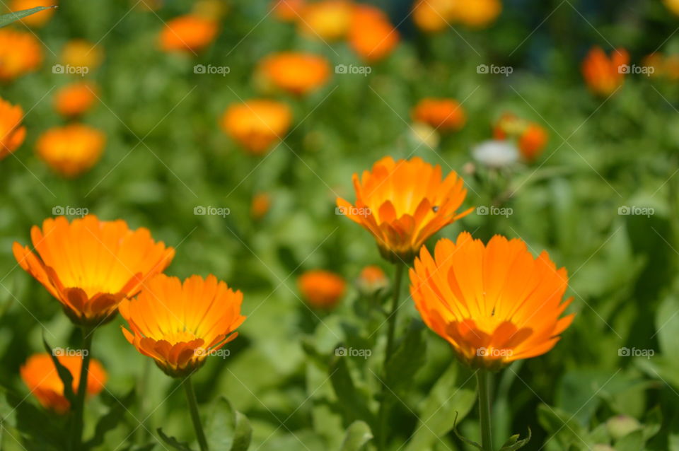 Bright summer flowers