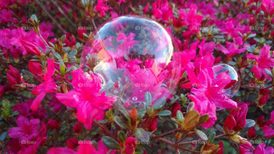 Close-up of bubble on flower