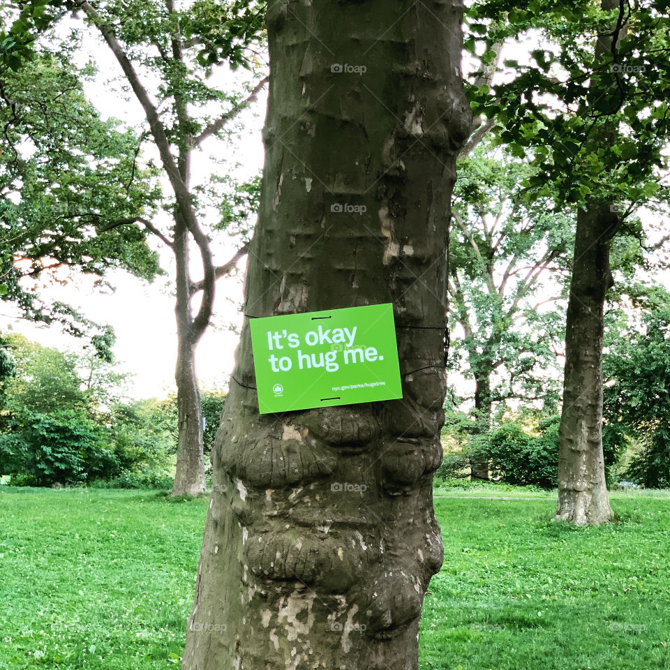 It’s okay to hug me. A tree in the park 