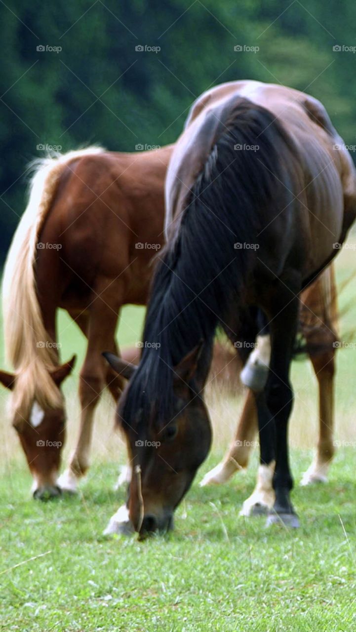 Horses 🐎 