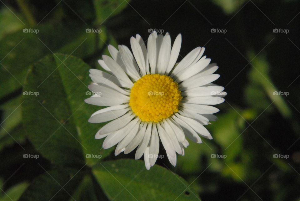daisy closeup