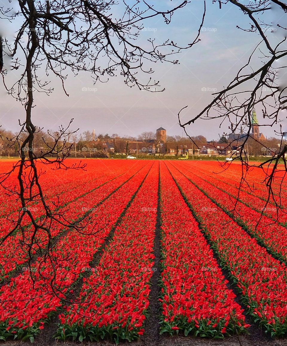 Tulip field the Netherlands