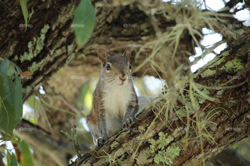 squirrel. wild squirrel on branch tree