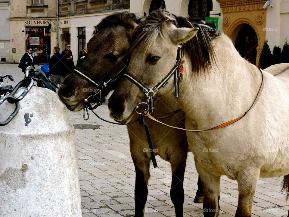 Polish Ponies in Kraków 