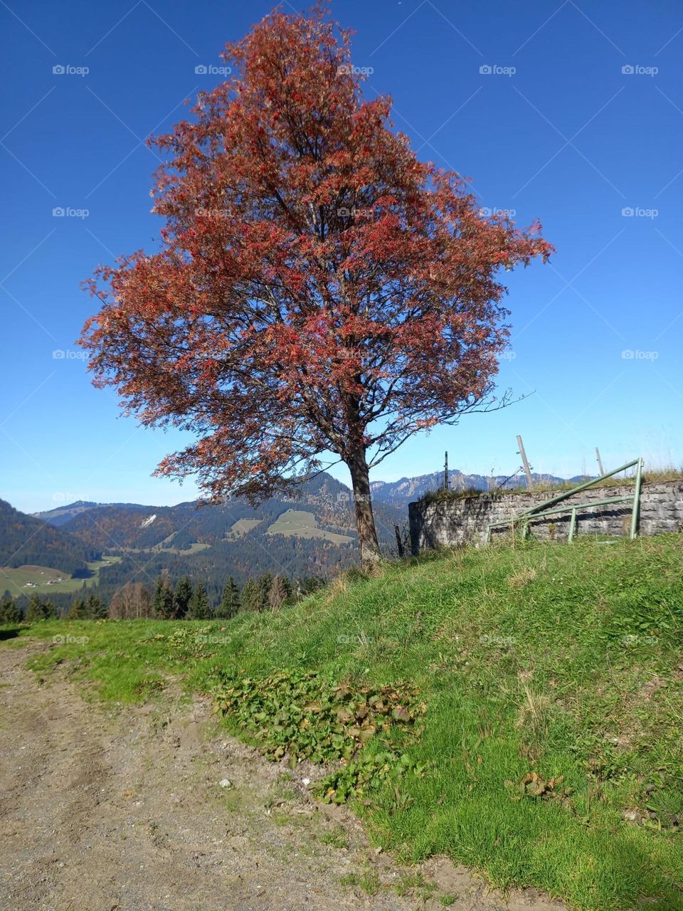 Autumn Tree on Mountain Trail