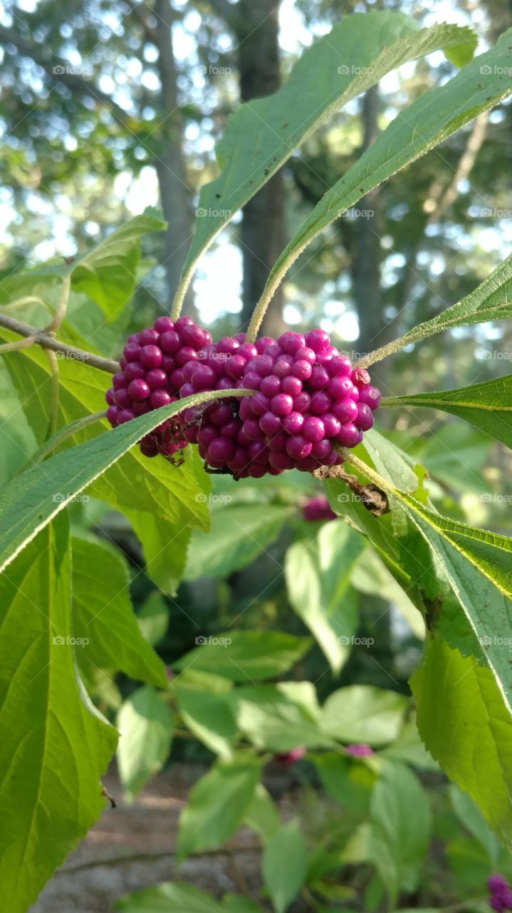 Leaf, Nature, Tree, Flora, Fruit