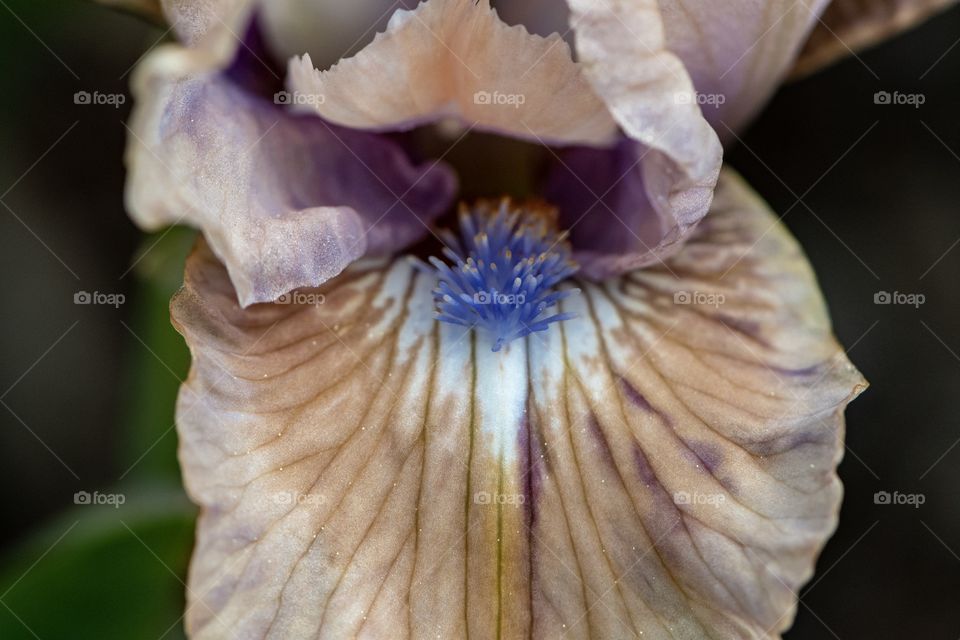 Blue Iris