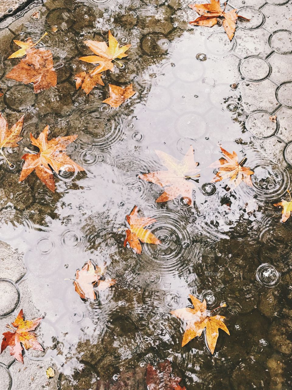 Autumn leaf in puddle