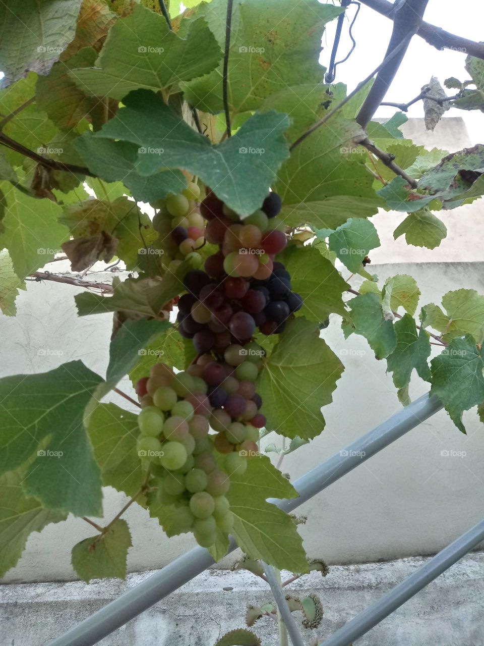 muitas uvas