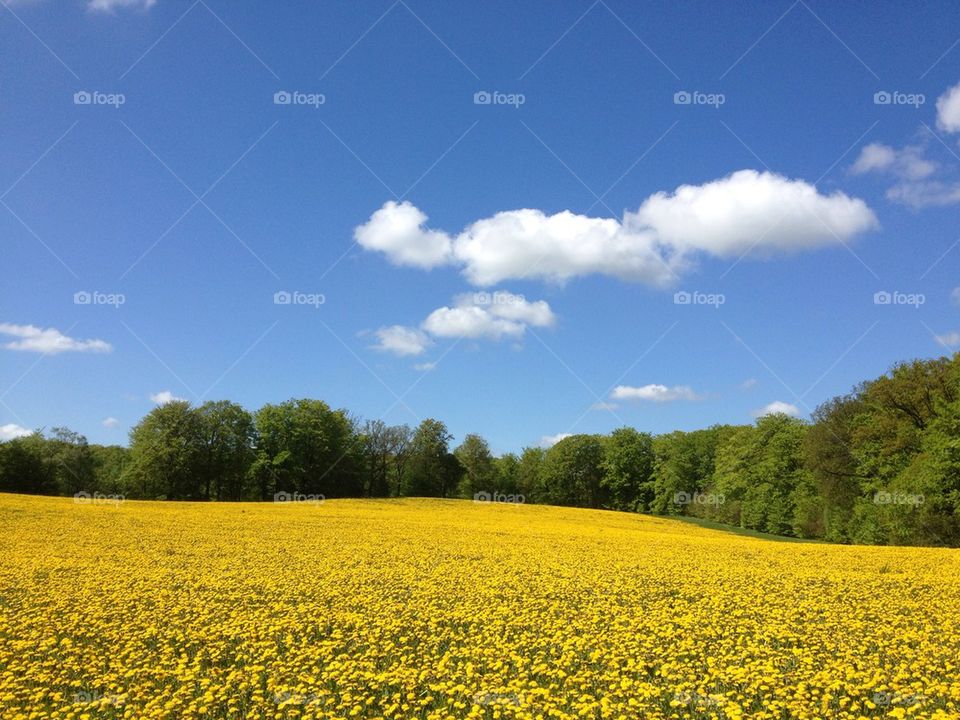 sky green sweden field by reneebacke