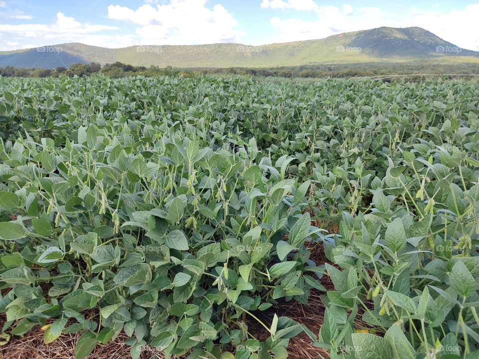 Soybean Field
