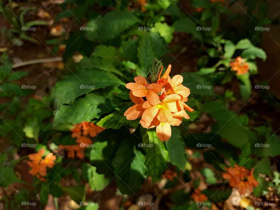 Safron...Flower at the evening are awesome.