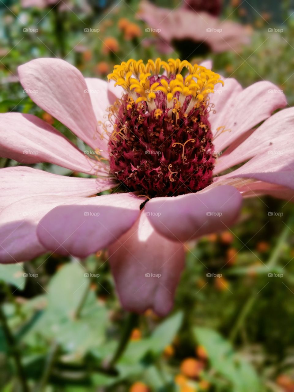 Zinnia elegans known as youth-and-age, common zinnia or elegant zinnia, is an annual flowering plant in the daisy family Asteraceae.