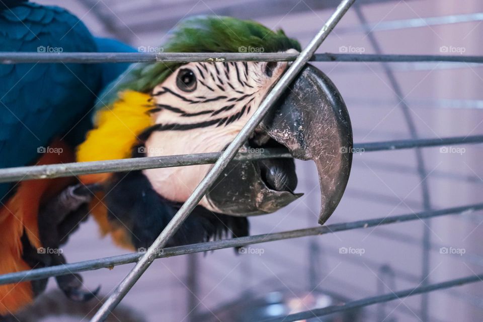 A blue macaw gnaws at the bars of the cage