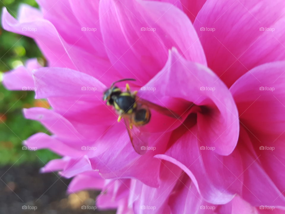 Bee on flower