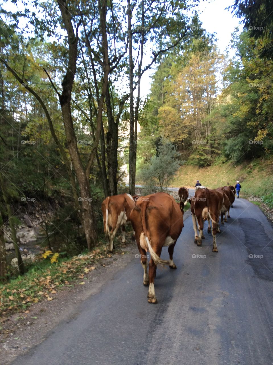 Cows coming down from Mountain in Switzerland.