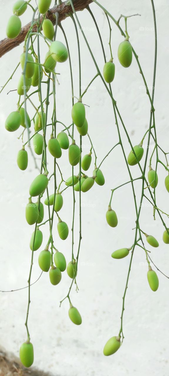 the fruit of Neem click with redmi note 9 pro