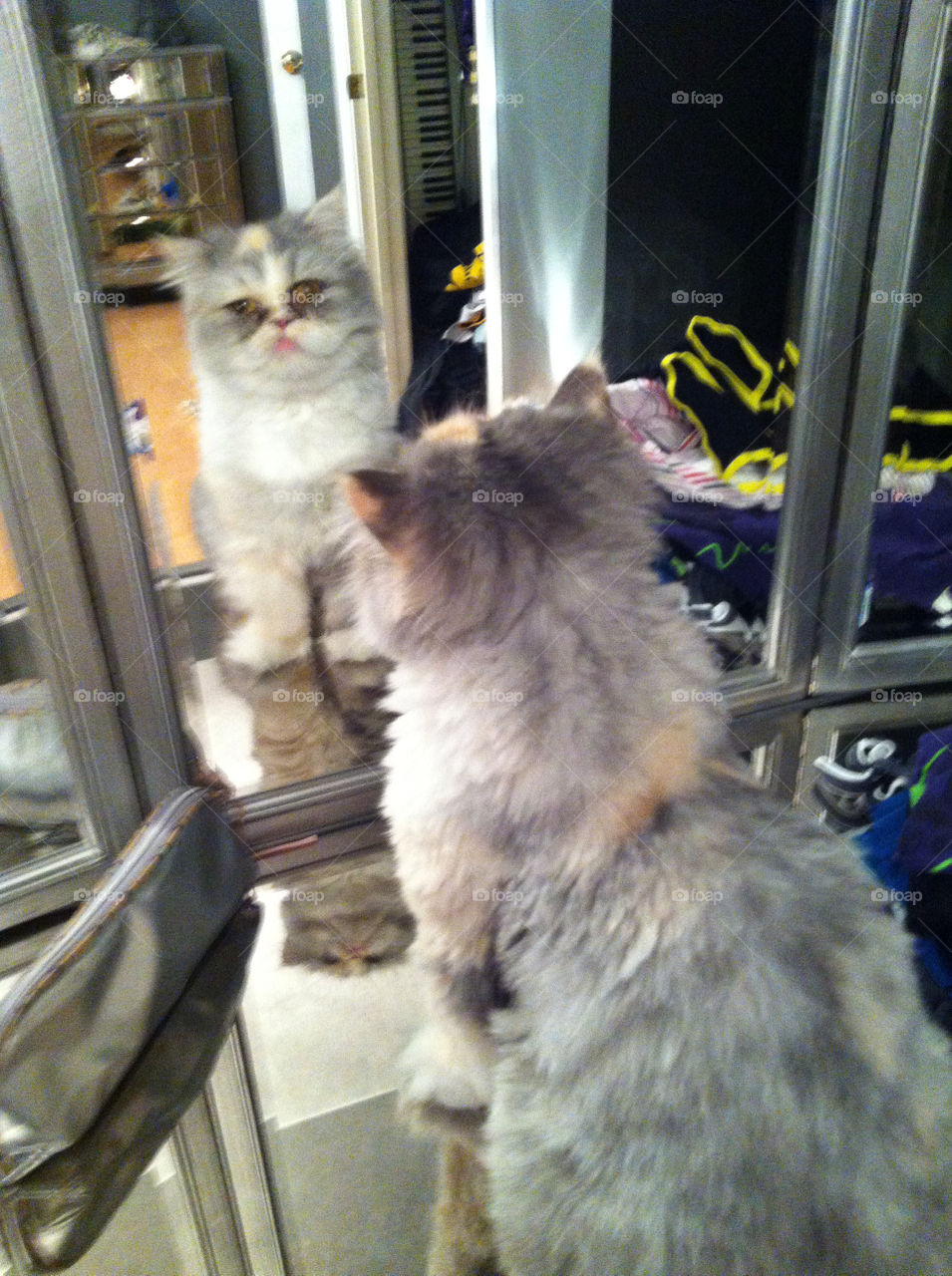 girl cat cute mirror by bemyforeverr