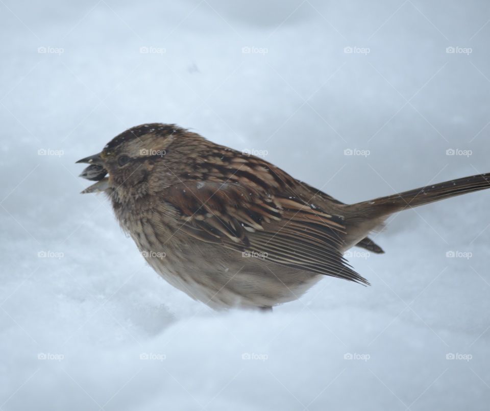 sparrow in snow