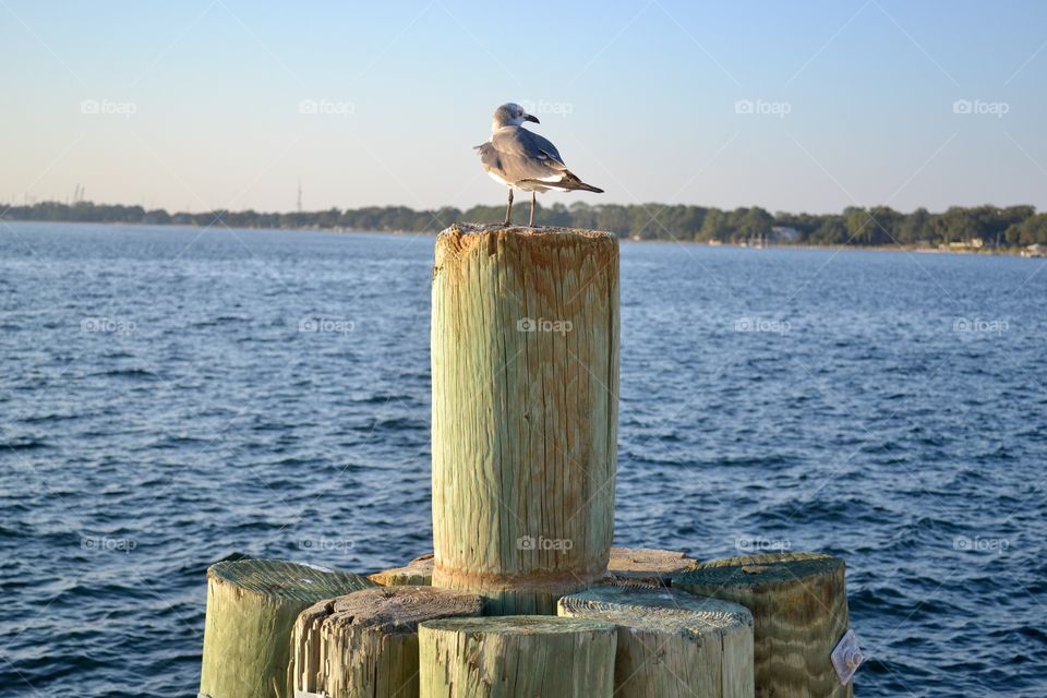 Bird On A Pier