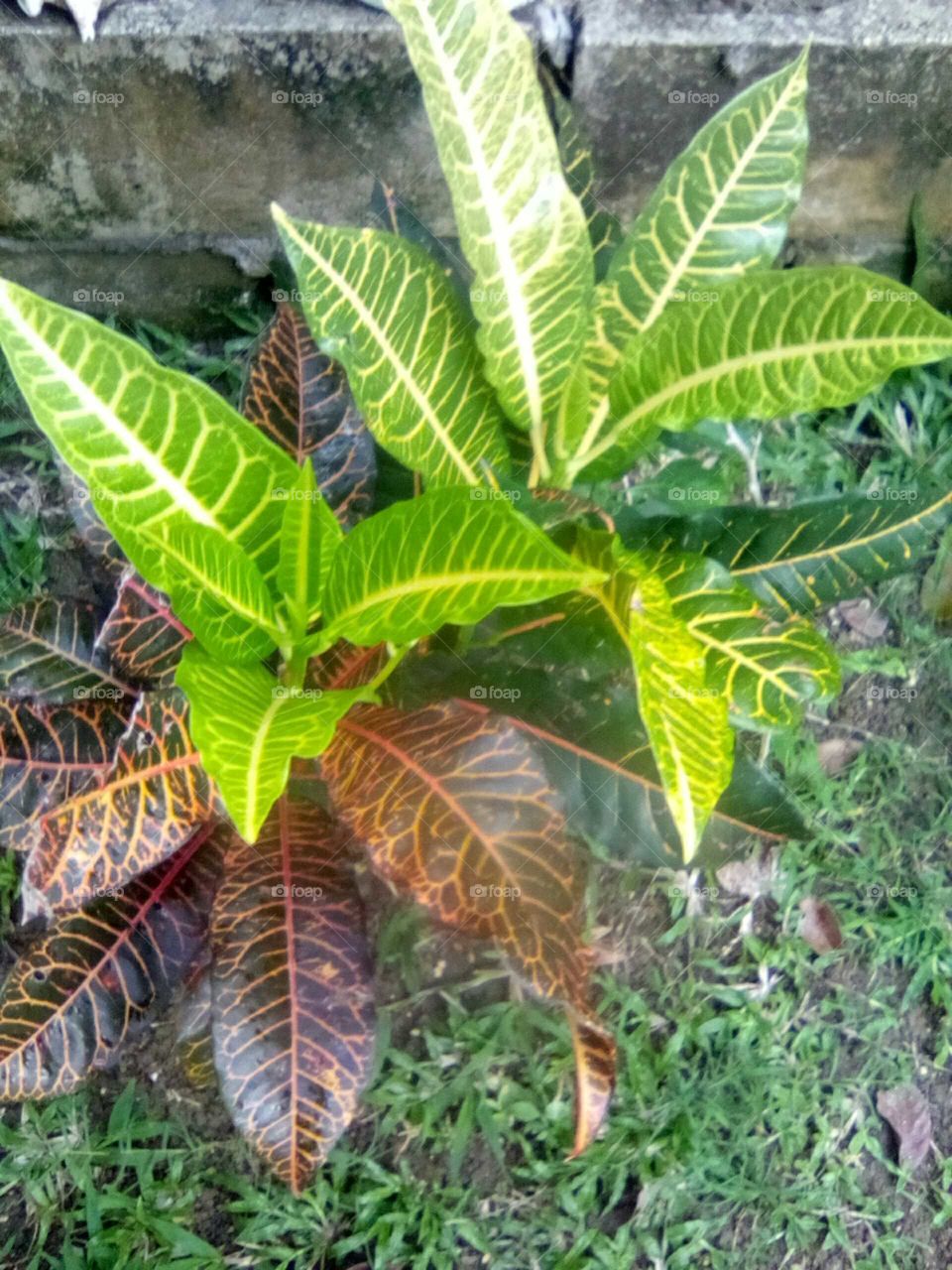 I enjoy taking pictures of plans because they make me feel so much a live but this planet