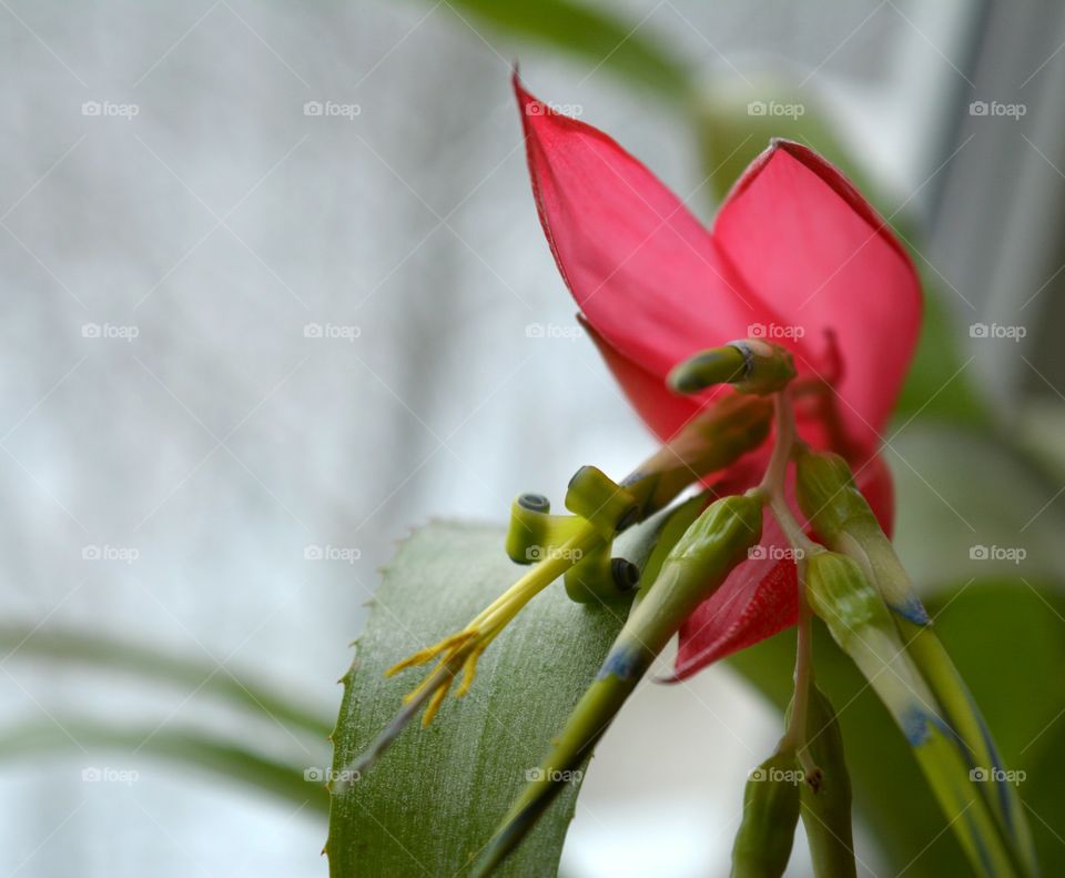 red flower bromeliad house plants blooming