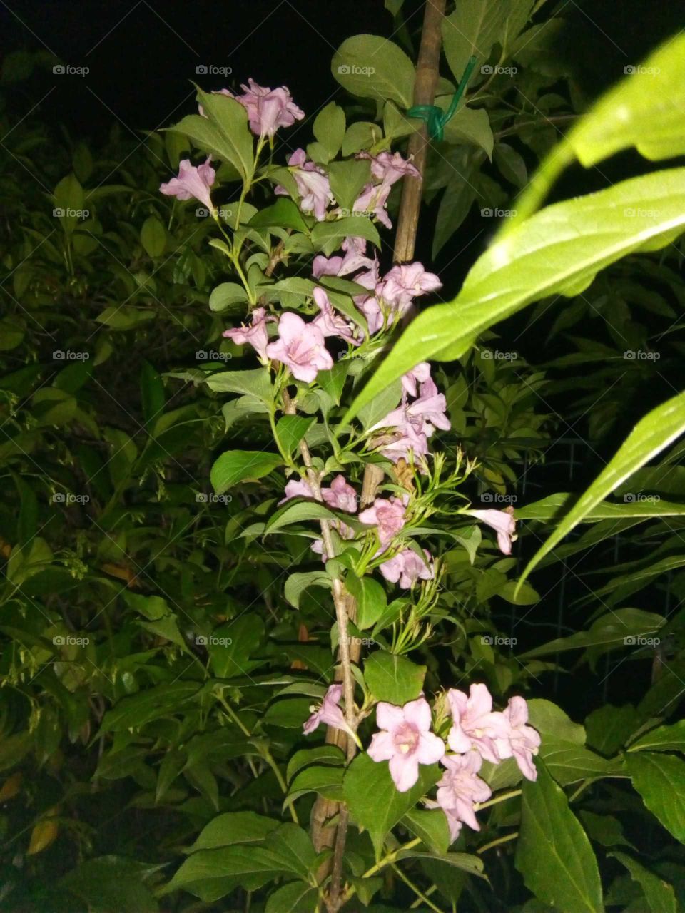 Flowers by night