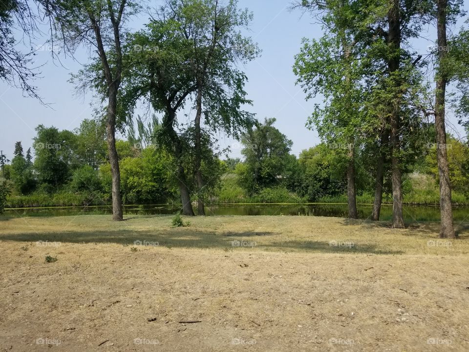 Tree, Landscape, Wood, Nature, No Person