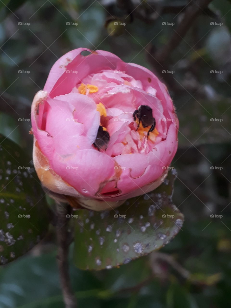 Rosa abelha 🌹 🐝 J.B