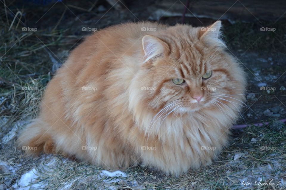 Close-up of cat in snow