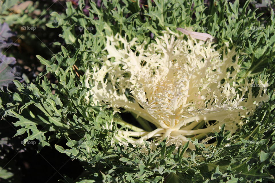 white an green flower plant