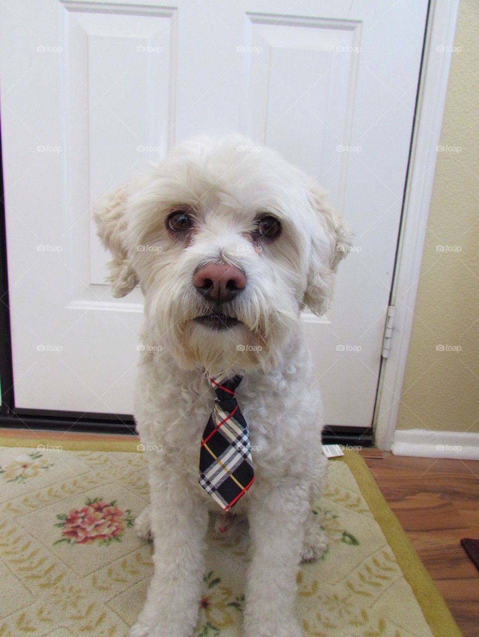 Dog with a Tie