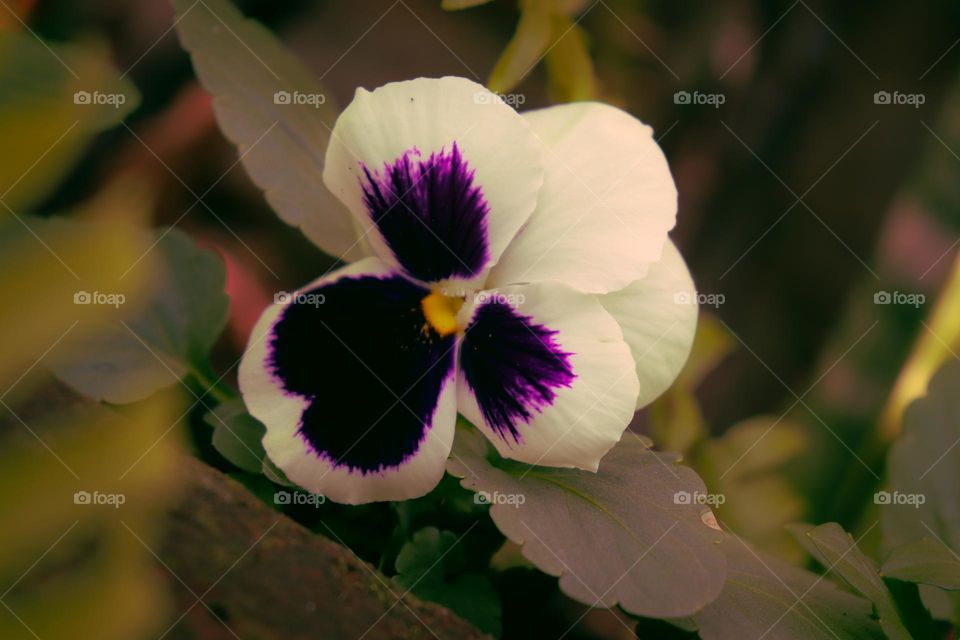 Pequena flor branca com roxo.