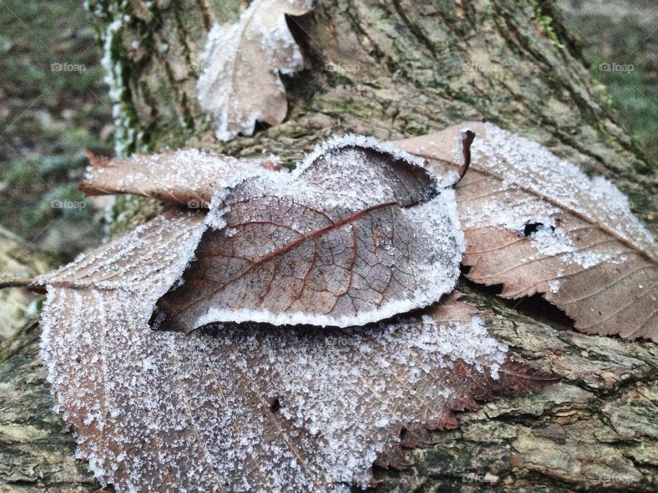 Frozen leaves 