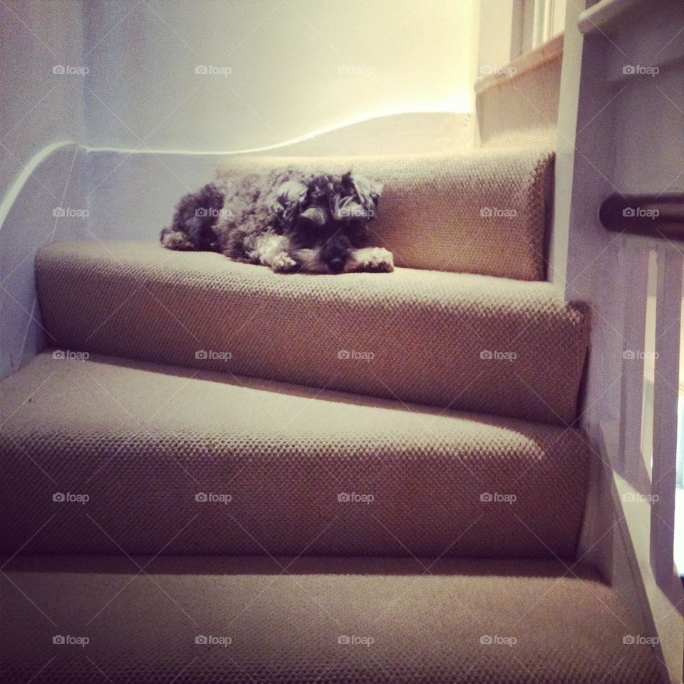 Cute dog on stairs