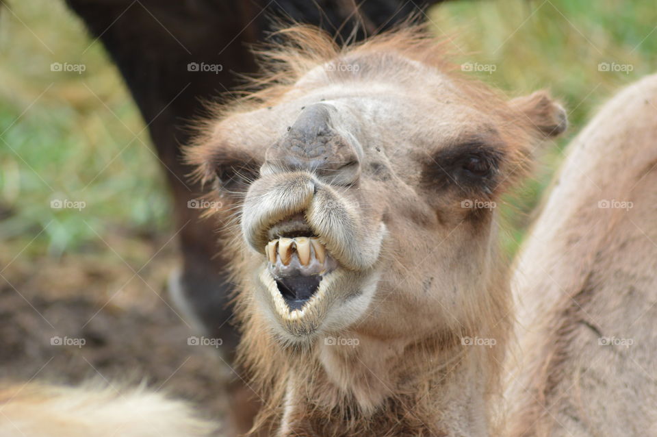 Camel showing teeth smile