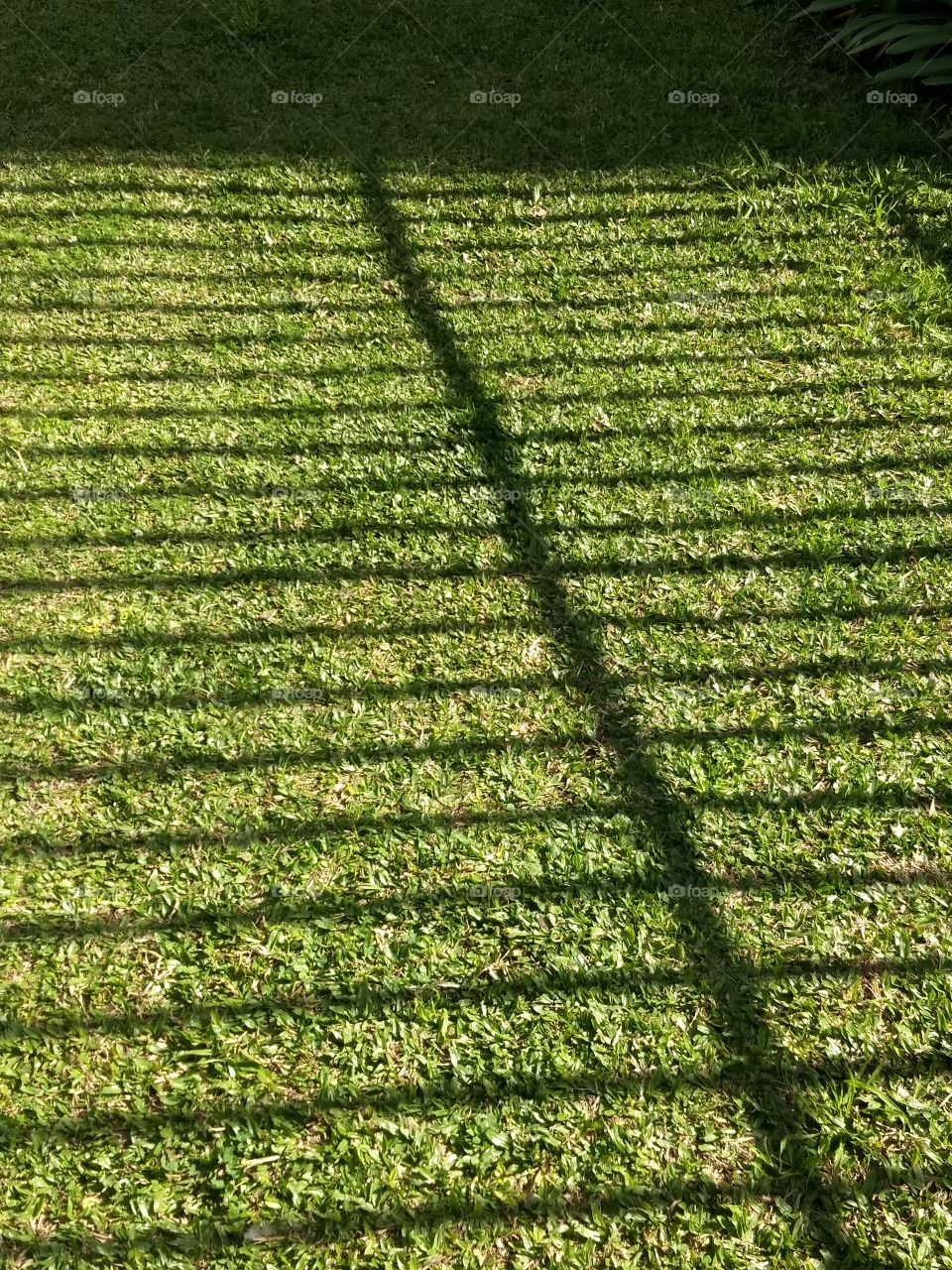 shadows and green