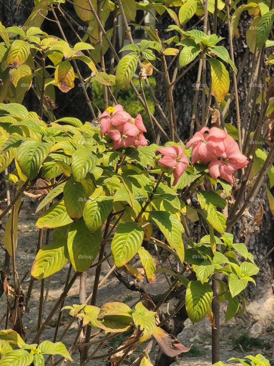 Flowers in the garden