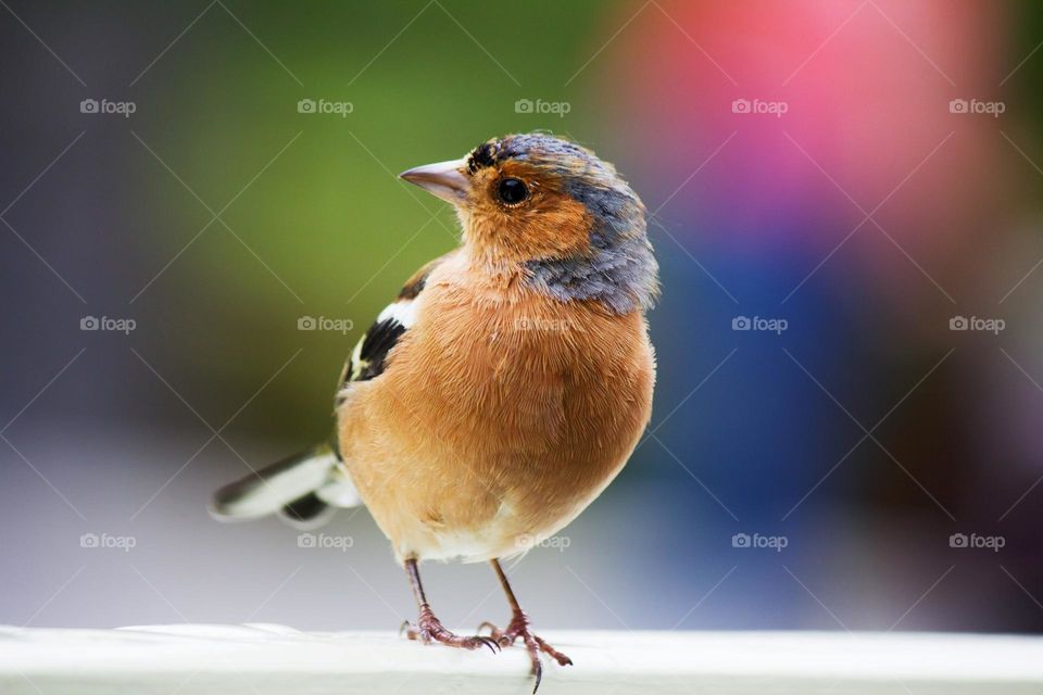 Beautiful and cute bird