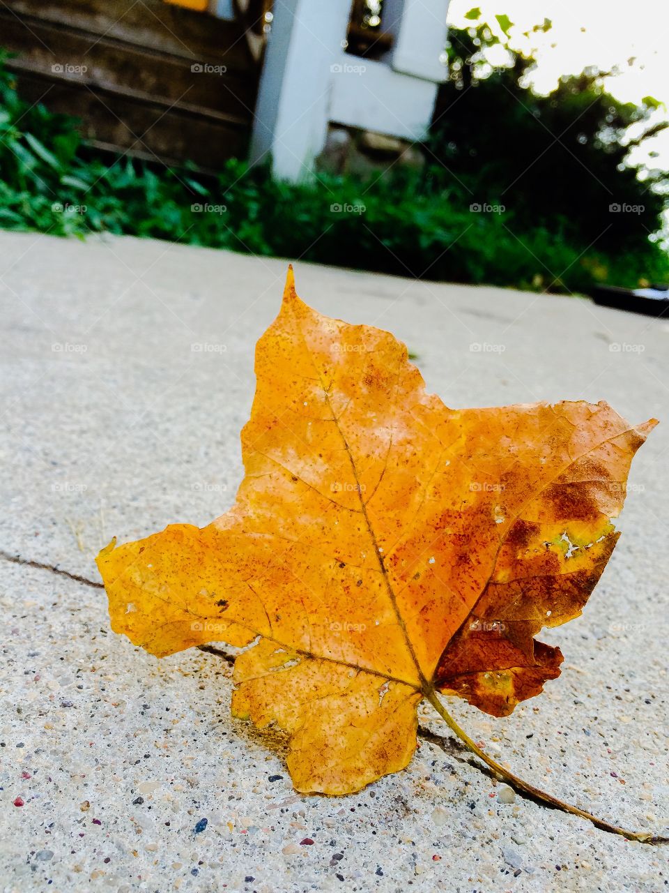 Leaf in the wind, spring beginnings 