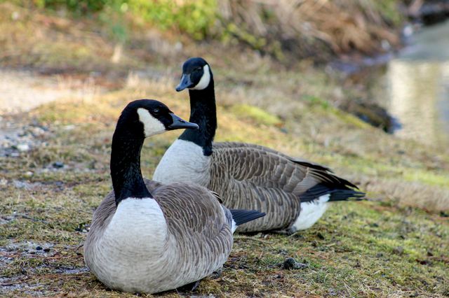 Canada geese enjoying time with each other.