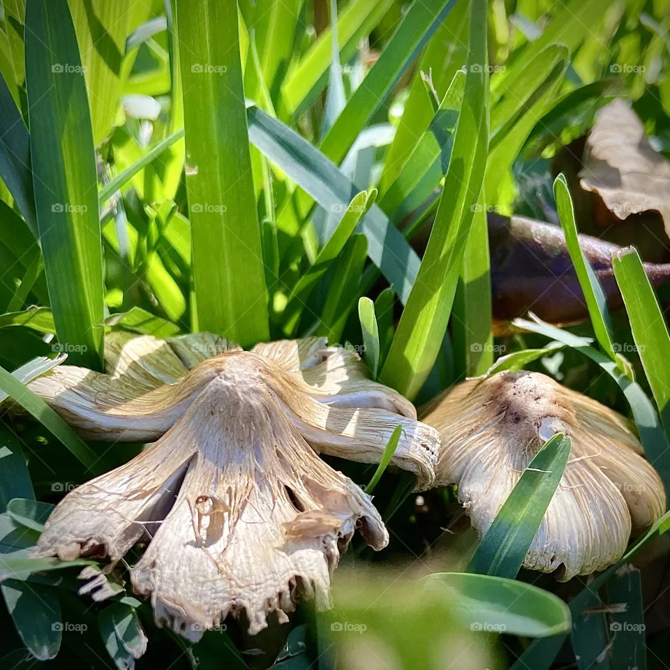Mushrooms 