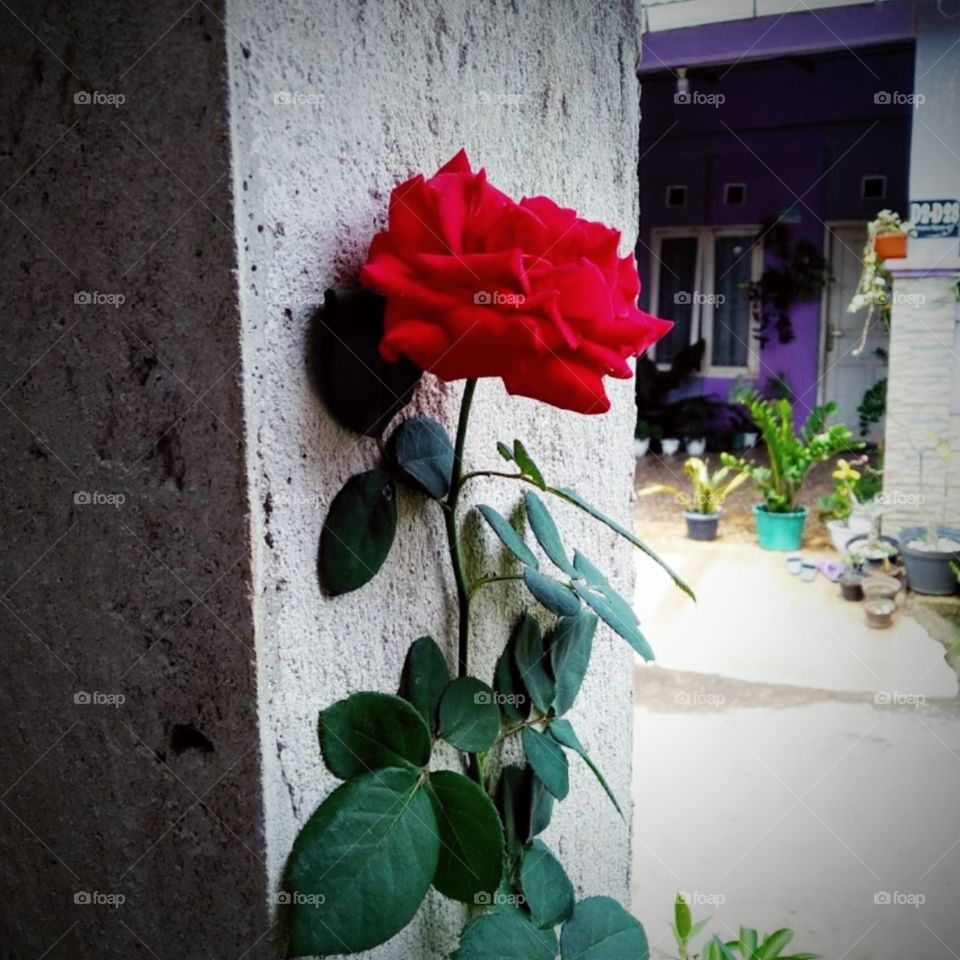 The red rose