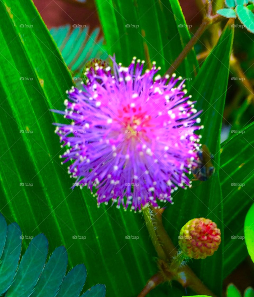 Makahiya Flower