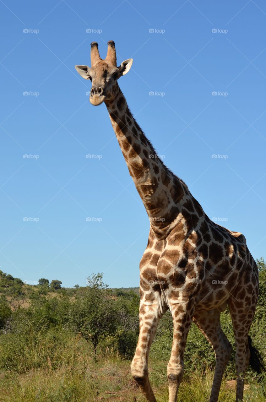 Wandering giraffe