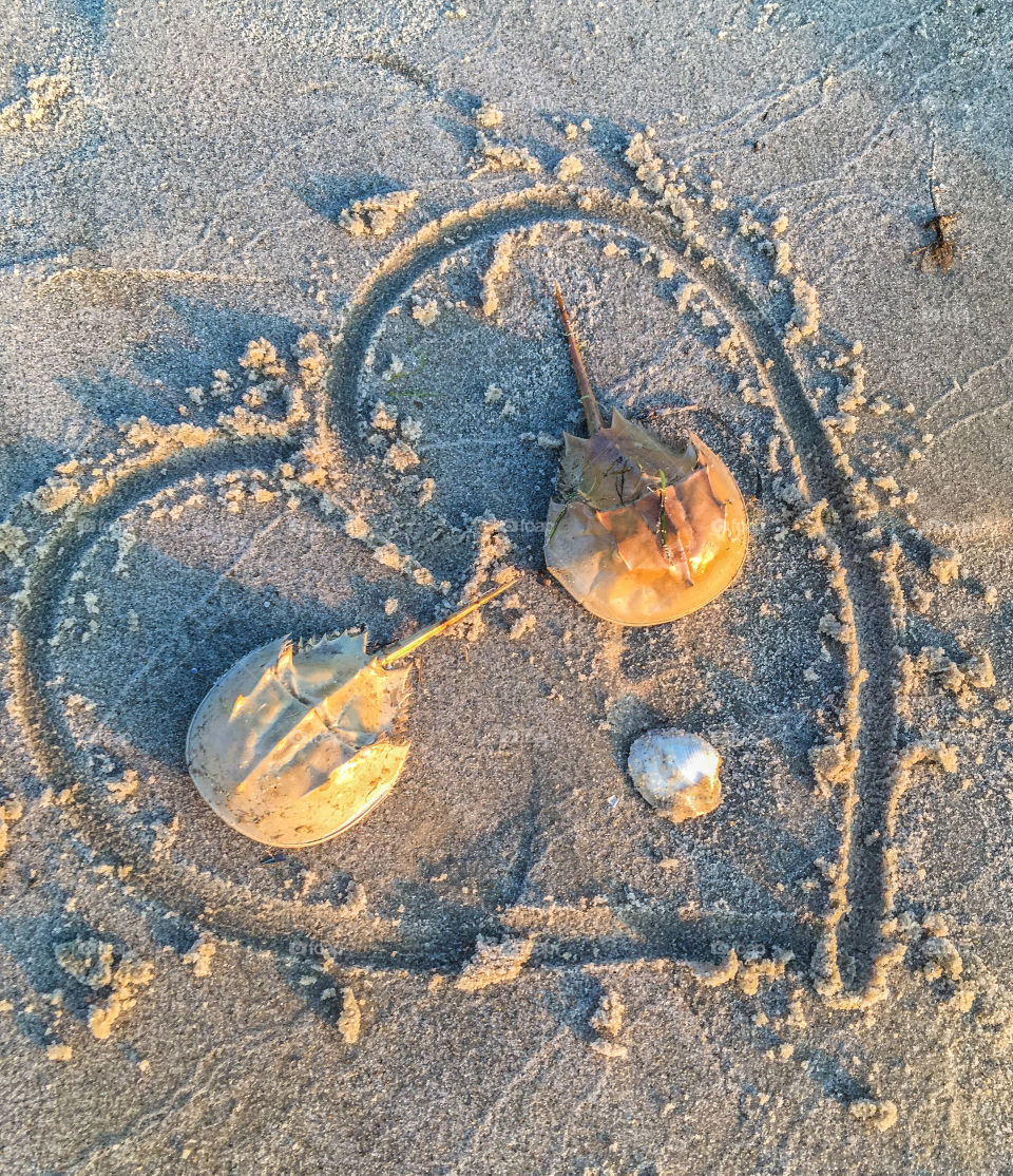 Together forever. Every summer season there is a horseshoe crab die off for some reason. Someone found these two on the beach and drew a heart around them.