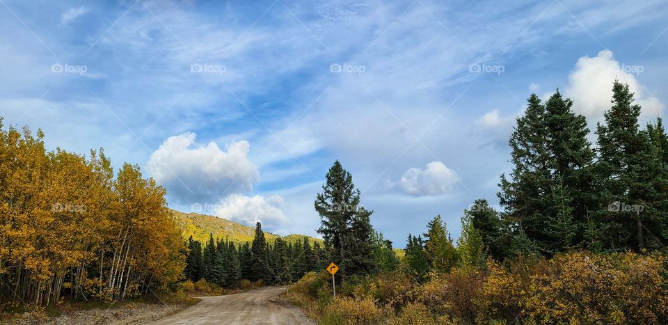 Winding dirt roads through the forest